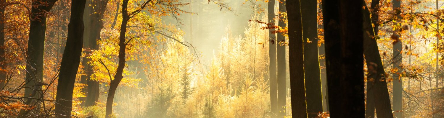 Path through a misty forest during a beautiful foggy autumn day