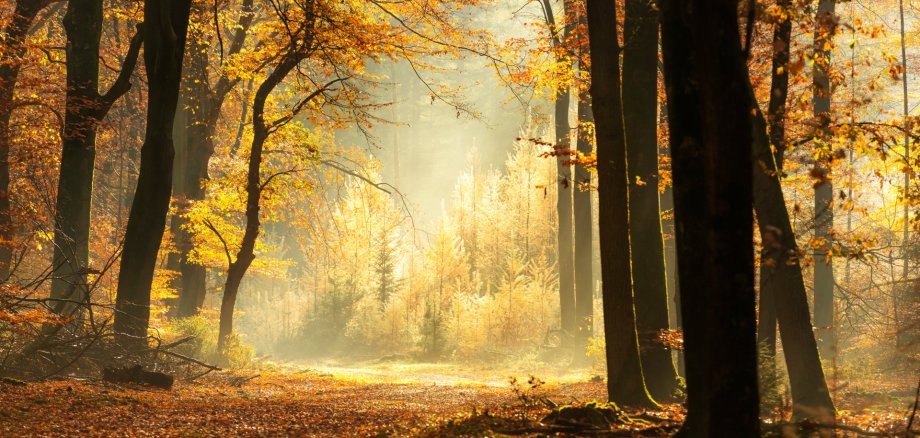 Path through a misty forest during a beautiful foggy autumn day Path through a misty forest during a beautiful foggy autumn day