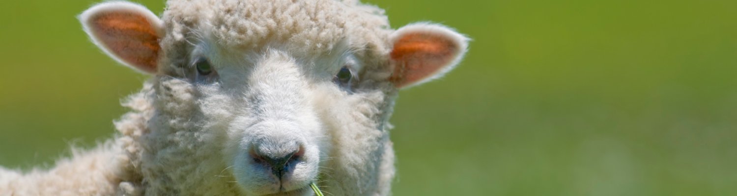 Sheep Strikes a Casual Pose