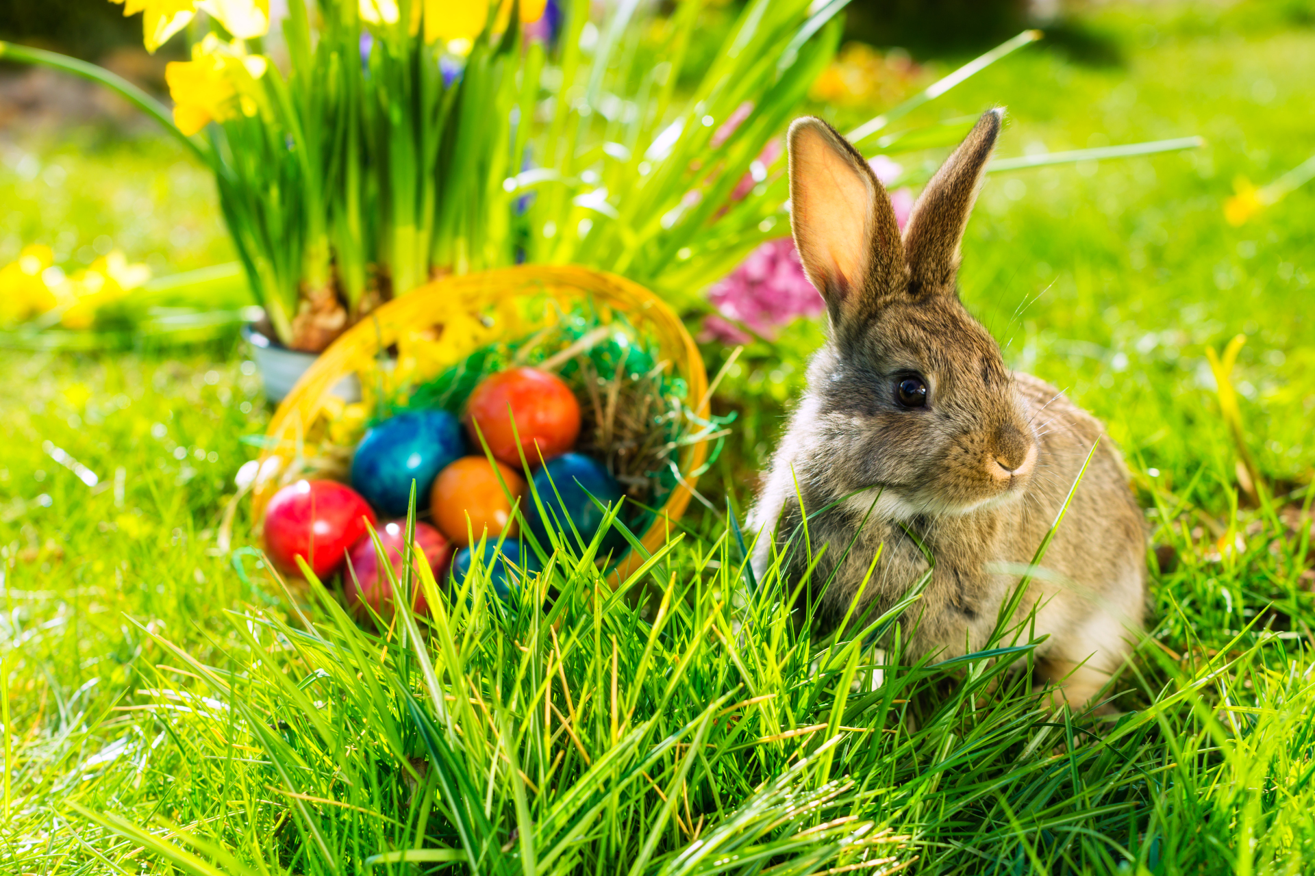 Easter bunny on meadow with basket and eggs