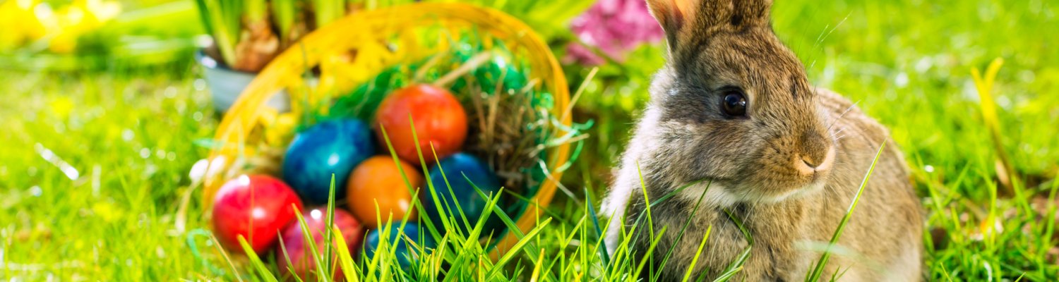 Easter bunny on meadow with basket and eggs