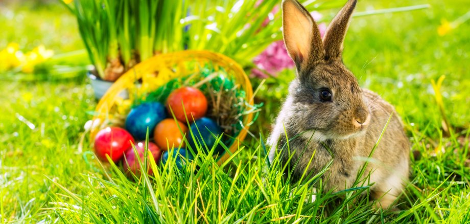 Easter bunny on meadow with basket and eggs