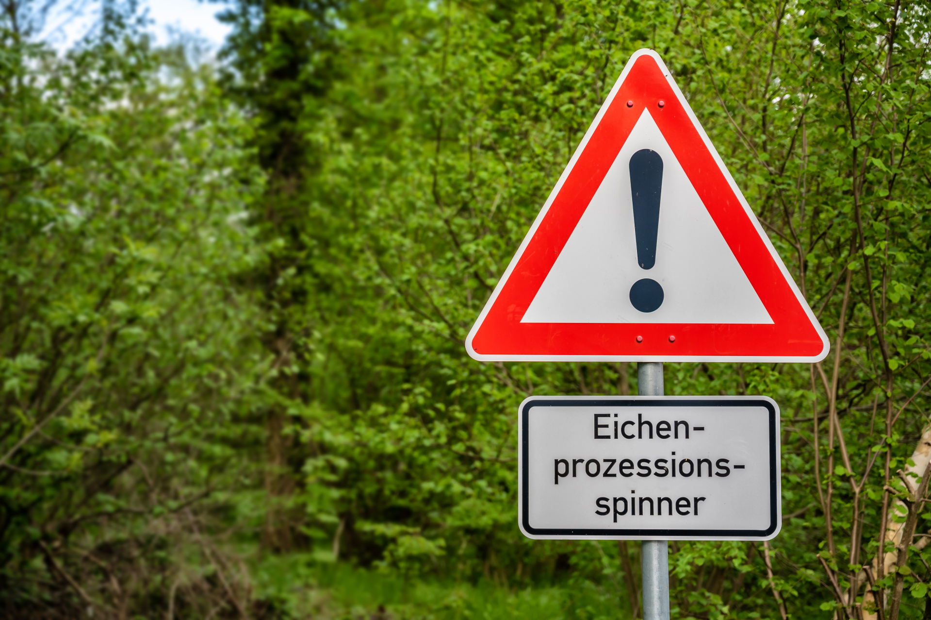 Warning sign in a wooded area in front of the oak processionary moth and its health effects with the German word for oak processionary moth
