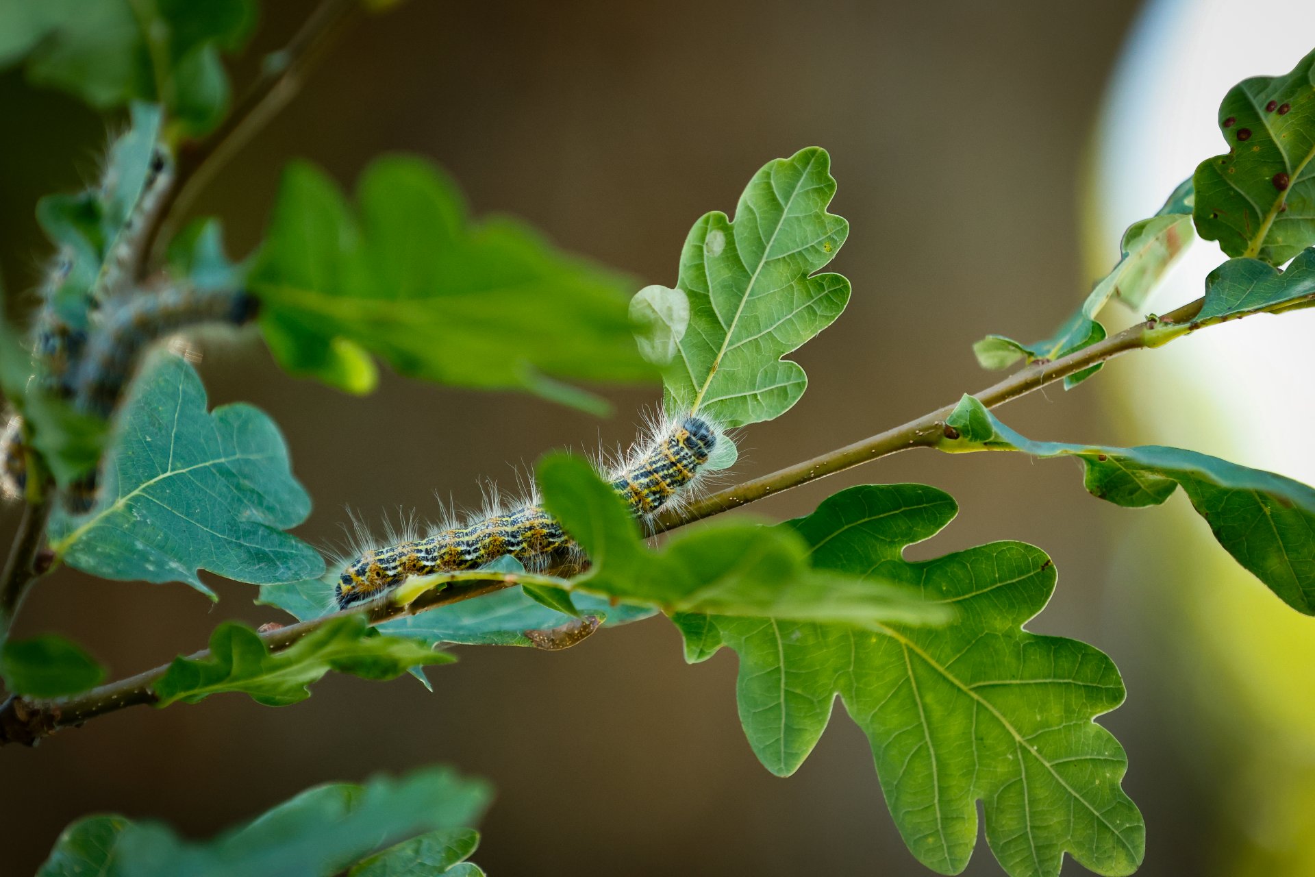 Oak Processionary Caterpillar