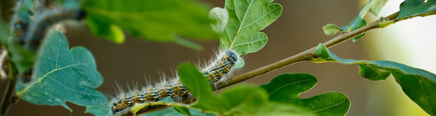 Oak Processionary Caterpillar