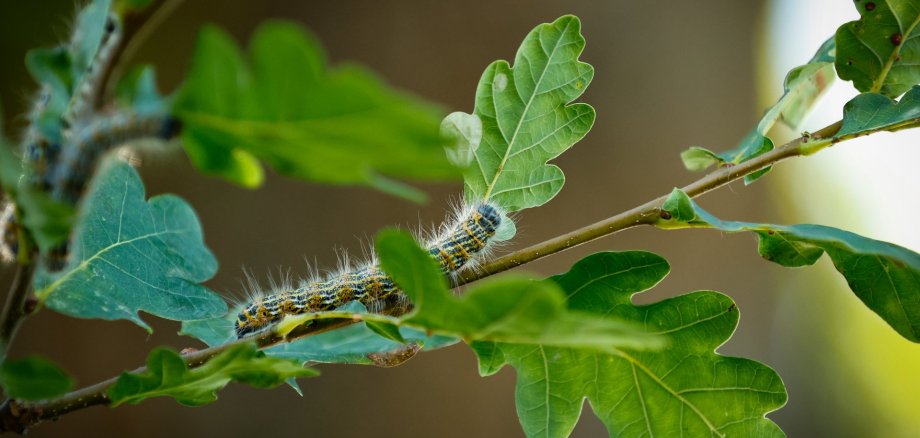 Oak Processionary Caterpillar